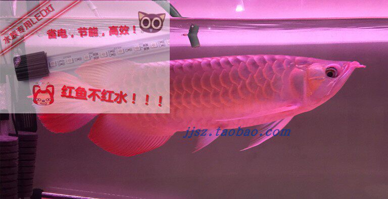 Fish tank lamp water ethnic lamp set to make 3W light beads LED light diving lamp underwater lamp brocade carp red parrot lamp-Taobao