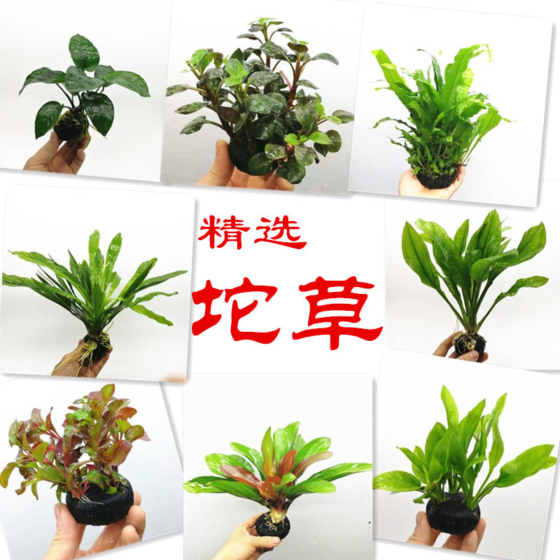 Water Grass Living Package Sloth Water Grass Build Size Lump Grass Fish Tank Decoration No Need Carbon Dioxide To Live High