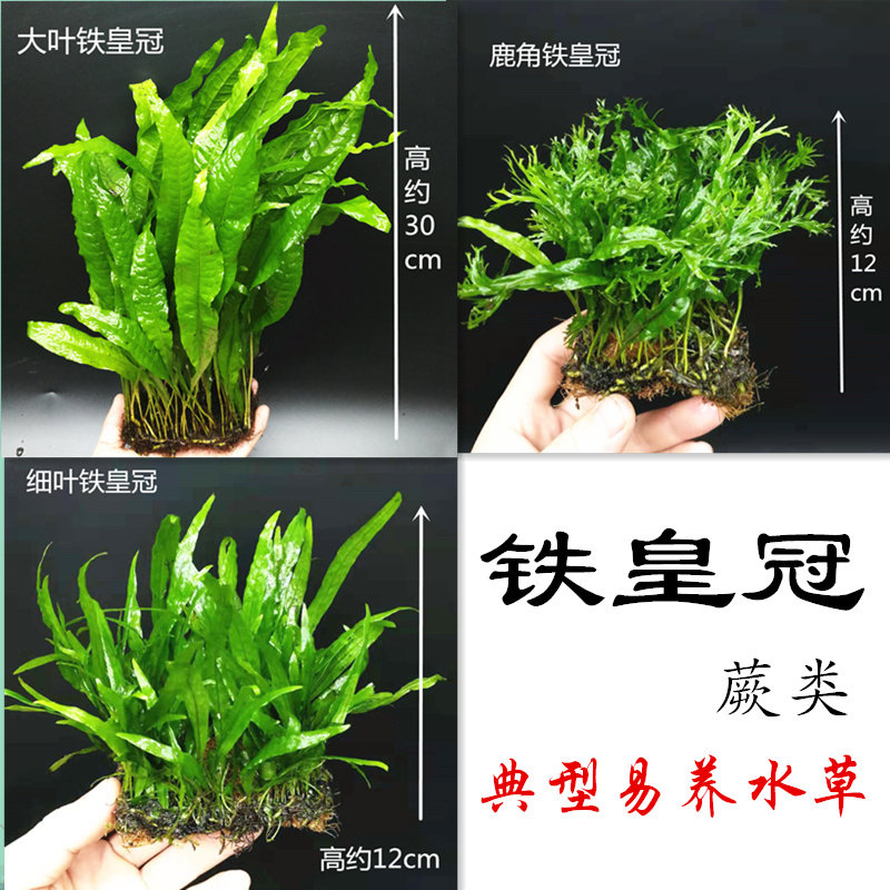 Iron Crown Sloth Water Grass Easy To Live Real Water Grass Living Water Grass Fish Tank Building Aquarium Decoration Without Sediment