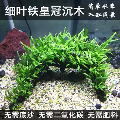 Fine leaf Iron Crown sunken wood fine leaf iron big leaf iron fish tank real water grass negative lazy man landscape novice oxygen grass live