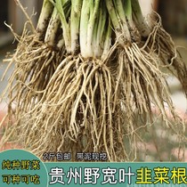 Edible leek root seedling direct Guanyin vegetable Fresh wild vegetable skimming authentic wide leaf stone leek with mud can be eaten and planted