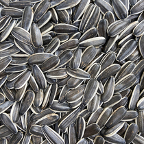 Good quality parrot grain large grain raw melon seeds large melon seed bird grain large parrot bird feed hamster grain