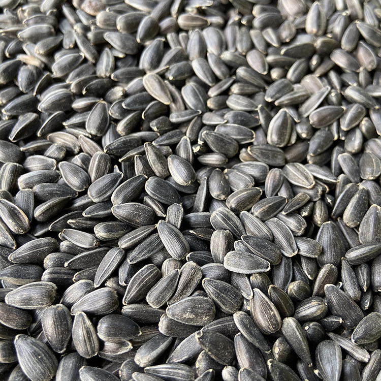 Black pearl small melon seeds Sunflower seeds oil sunflower seeds Parrot bird food Hamster snack Bird food Pigeon food 500g