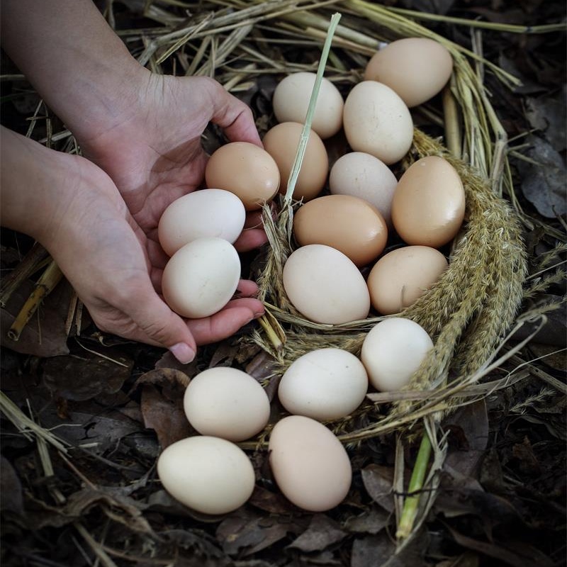 Mountain Barn Forest Eating Lin Lower Loose Raising Farmyard Earth Eggs Fresh Earth Eggs 20 pieces ()