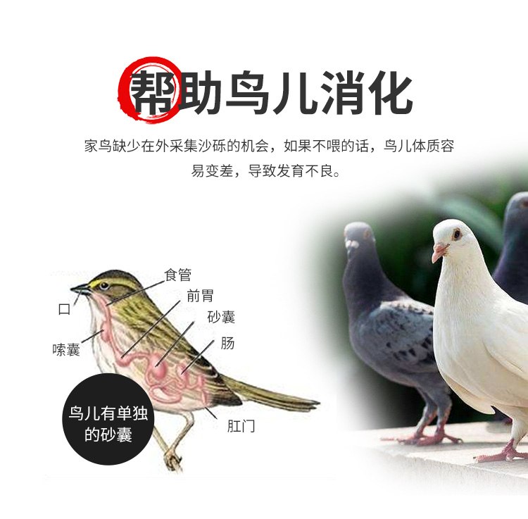 Cao Canxi Budgerigar Pigeon Sức khỏe Cát Sức khỏe Thư Thư Pigeon Pigeon Cung cấp thức ăn cho chim Thức ăn cho chim bồ câu - Chim & Chăm sóc chim Supplies long chim chao mao dep