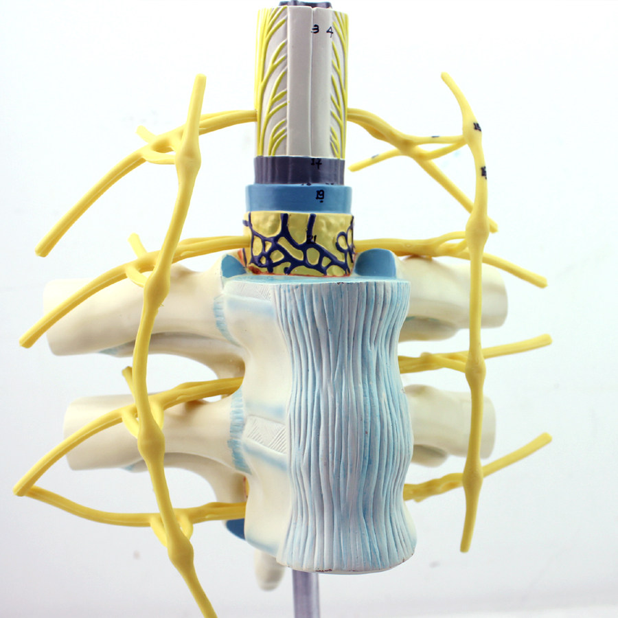 ENOVO Yino Breast Bone Ridge Medullary Ridge Neurointercourse Neurology Neural Stem model Human Ridge Column Model Nerve Fiber Beam Crest Myelin Nerve Conduction Thoracic Spinal Model Human Neuroteaching Aids