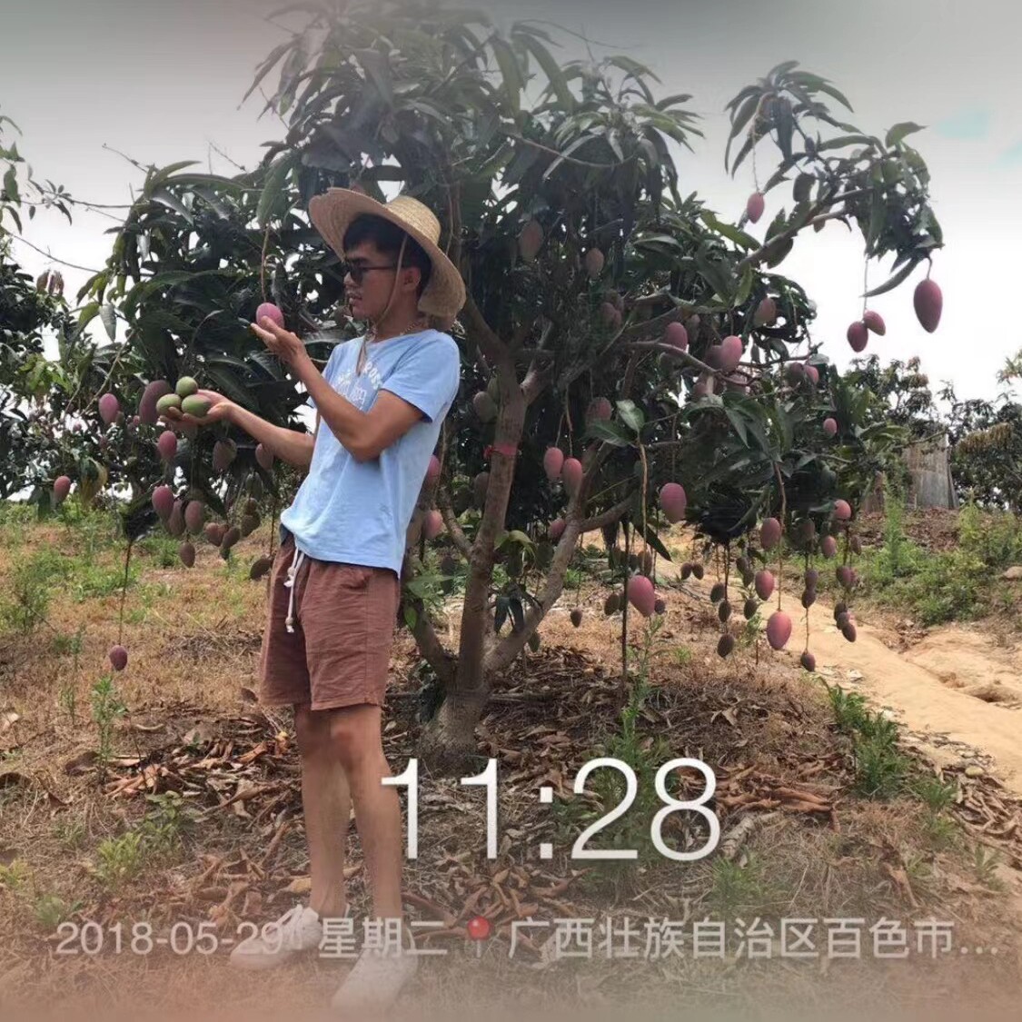 果珍鲜芒果店的LOGO