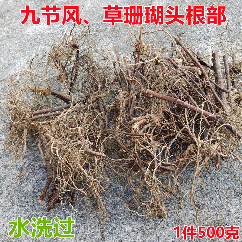 Wild nine-section wind nine-section tea grass coral swollen section limelight root elderberry Chinese herbal medicine 500g