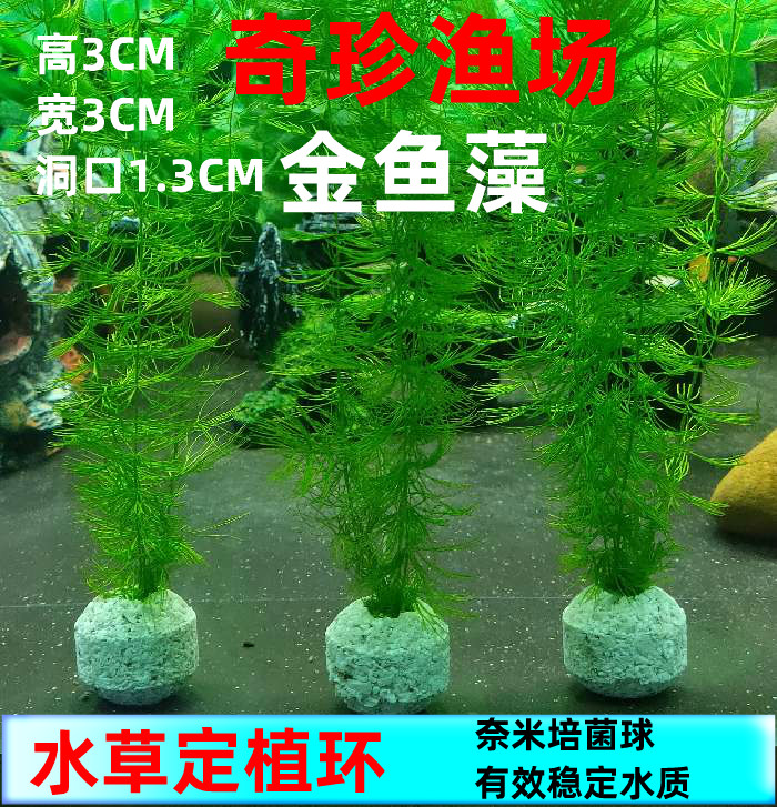 鱼缸水草固定底座懒人固定环造景定植大号陶瓷杯新手陶瓷环种植