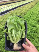 Take root lead lettuce raw food products Property opening ceremony wedding celebration wedding day Qingzzing single Shunfeng full 3 more shipping