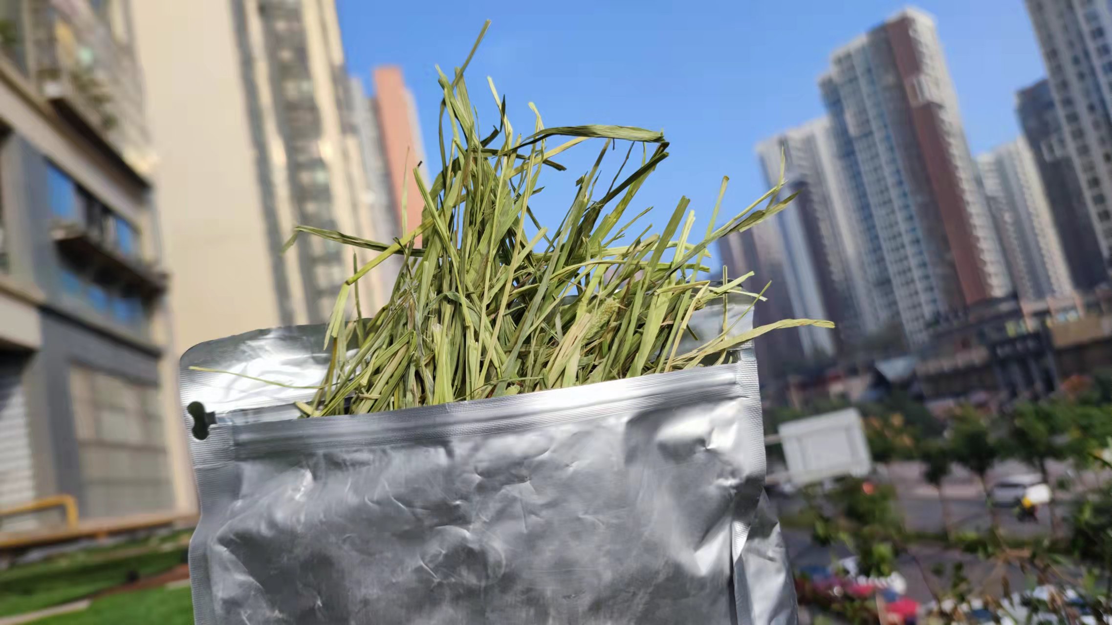 (Co's home) 5 packs of *SP special class Canada TiMoses grass doubled-pressure training to pick up a pet