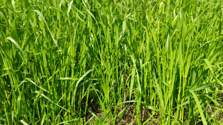 (CO Ma's own fresh grass) full*CO Ma Jiajiao pure organic green fresh grass pooled 150G