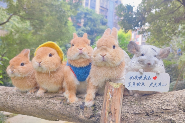 (dragon cat lift) dragon cat holding a rabbit to lift a birthday wishes for an indoor outdoor film picture.