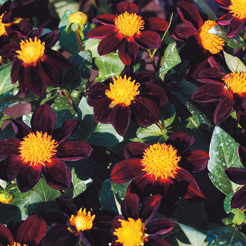 夏夏花店 Tm新品 多年生大麗菊進口花種子室內觀花盆栽四季種植物