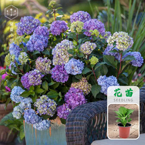 Miss Xia Xias Garden * Endless summer hydrangeas Balcony courtyard Shade-resistant cold-resistant flowers Pot plants seedlings HM