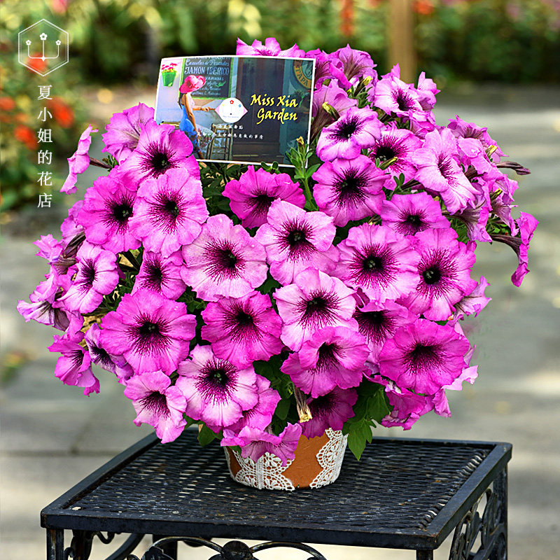 Lady Xia's floral store * Sea city mirage with extremely beautiful flowers upright and short-fetched, imported flowers seed all season resistant to cold