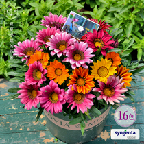 Holland Syngenta * Laughing Kiss Chrysanthemum Imported flower seeds Large flower Double petals Four seasons species flowering indoor easy to live