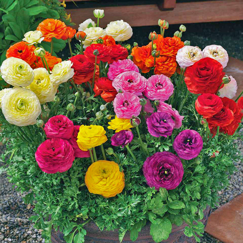 Japan Sakat * Flower Wonderland Blossom Cup imported flower seed Short-born Lu Lotus Four Seasons Balcony Indoor easy to live