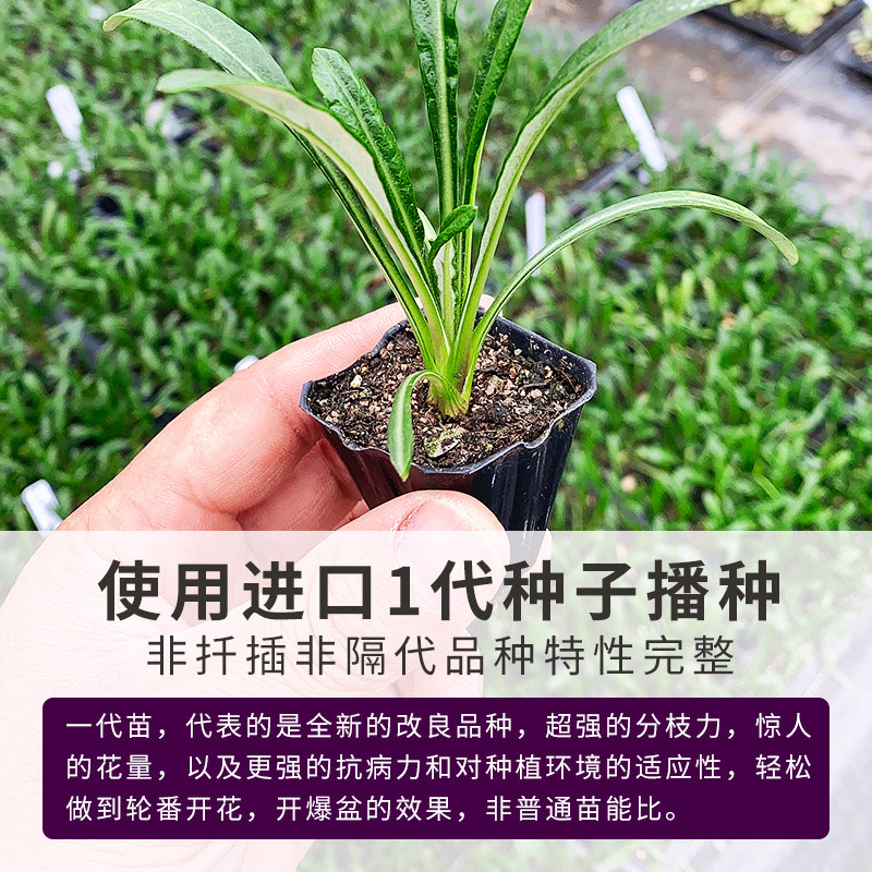 夏夏花園 進口1代種播勳章花苗耐寒四季開花勳章菊盆栽多年生hm