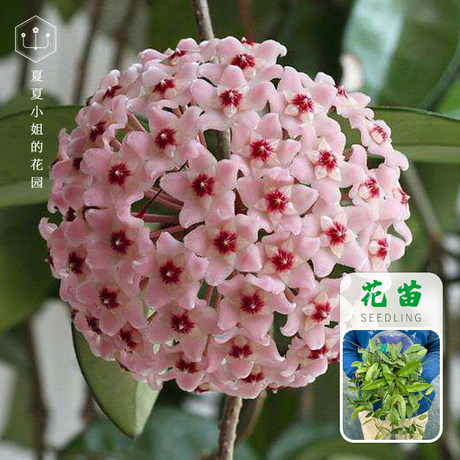 夏夏小姐的花园 球兰盆栽花苗室内阳台耐荫攀爬花墙植物绿植hm