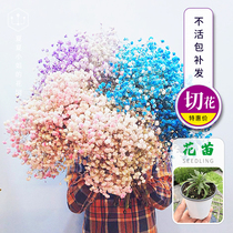 Miss Xias florist * Cut flowers starry seedlings indoor balcony potted flower arrangement plant HM