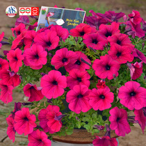 Xia Xia flower shop*New product * Pan-American wave light wave Takei Meisheng hanging petunia imported flower seeds four seasons