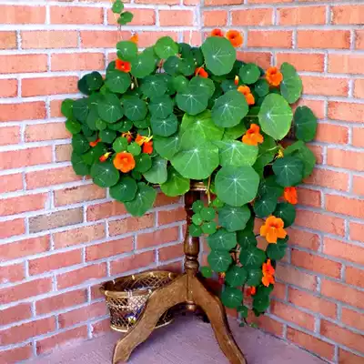 Dry lotus Nasturtium seeds Dry lotus four seasons Summer and autumn climbing vines hanging indoor balcony flowers