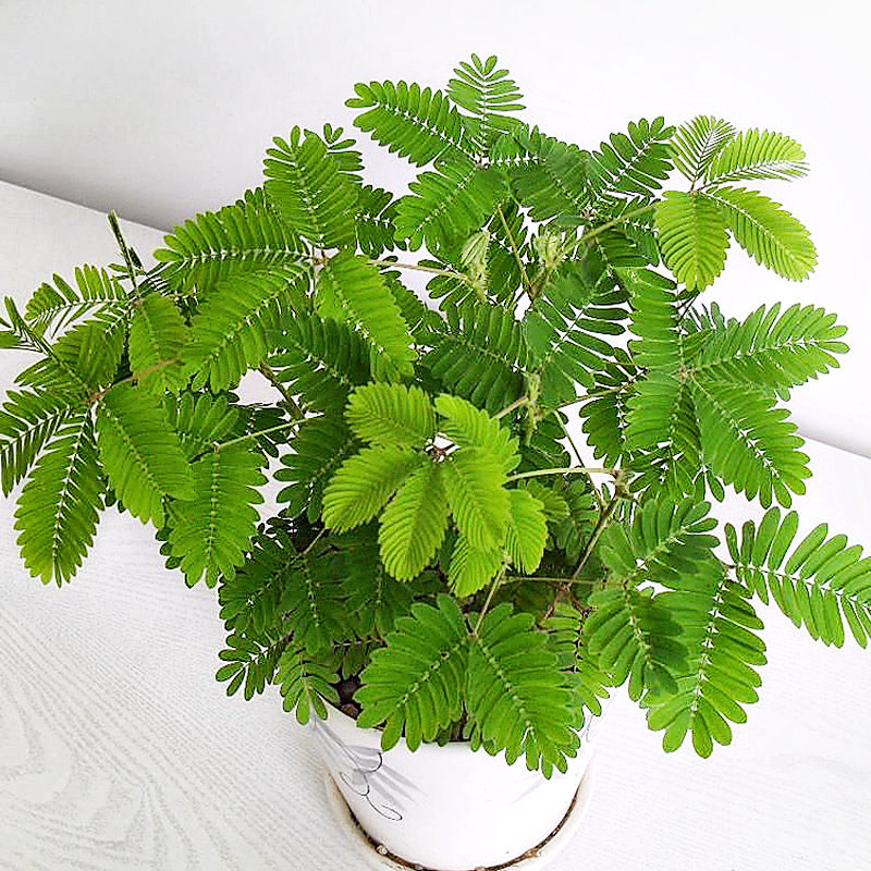 Mimosa flower seeds green plant potted plant flower seeds summer sowing autumn sowing novice four seasons easy to live and easy to plant