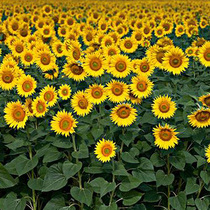 Potted dwarf Rod high pole edible single petal double flower flower seed indoor potted balcony easy to plant