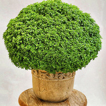 TM * imported vanilla Western vegetables Greece Italy big leaf basil seed four seasons planting balcony easy to live