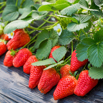 Strawberry seeds Organic fruits and vegetables potted vegetables Beauty cream large strawberries family balcony pots grow vegetables 