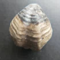 1494 Antique Miscellaneous Old Shell Fossil Style Strange Direct Wear Necklace Bead Pendant Accessories