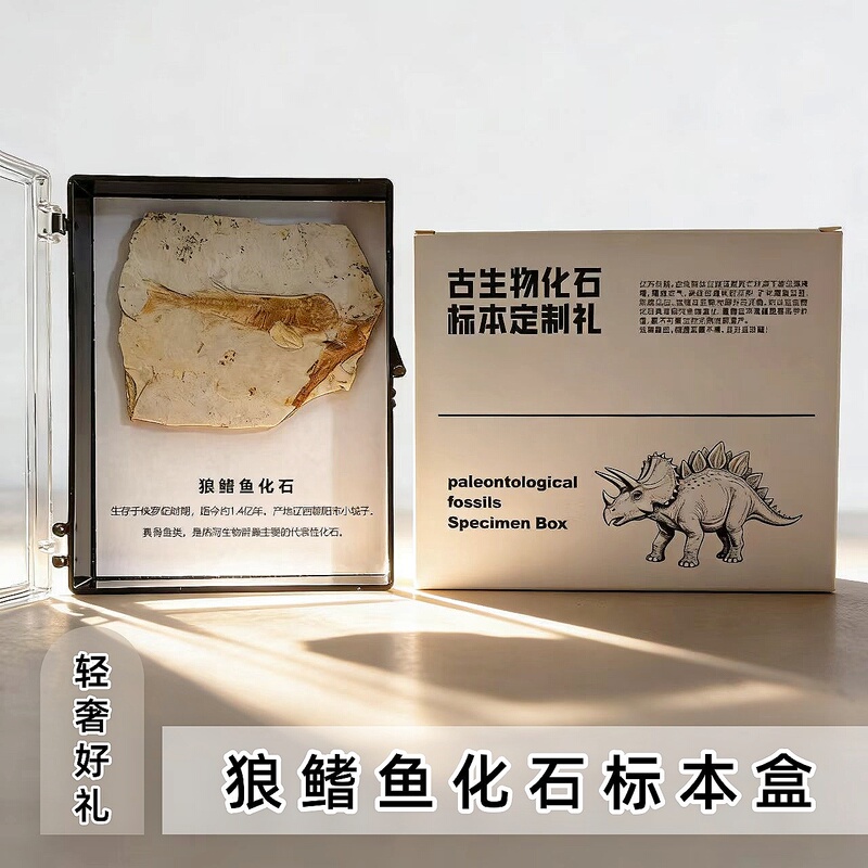 Natural Liaoxi Jurassic Wolf Fin Fish Fossil Specimen Box, Unpainted, Children's Science Education Collection Gift, Simple Ornament