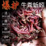 Земля дождевой червь