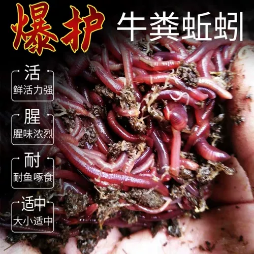 Земля дождевой червь