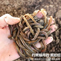 Черная труба дождевого червя 1 фунт [рыбалка желтого крикета]