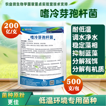 Psychrophilic Bacillus aquaculture low-temperature environment special bacteria factory direct sewage treatment