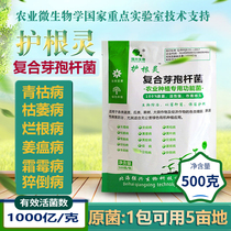 Mulch spirit 100 billion grams compound Bacillus root rot withered roots rotted ginger blast agricultural planting Microbial