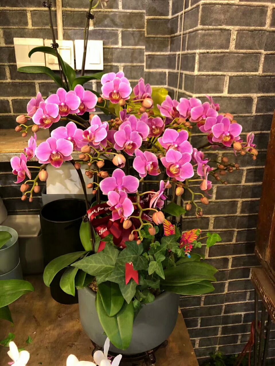 Butterfly Lan Potted Flowers 8 Plants With Ceramic Basin Fancy to the Extreme Mid-Autumn Festival Christmas Spring Festival New Year sends flowers to Shanghai