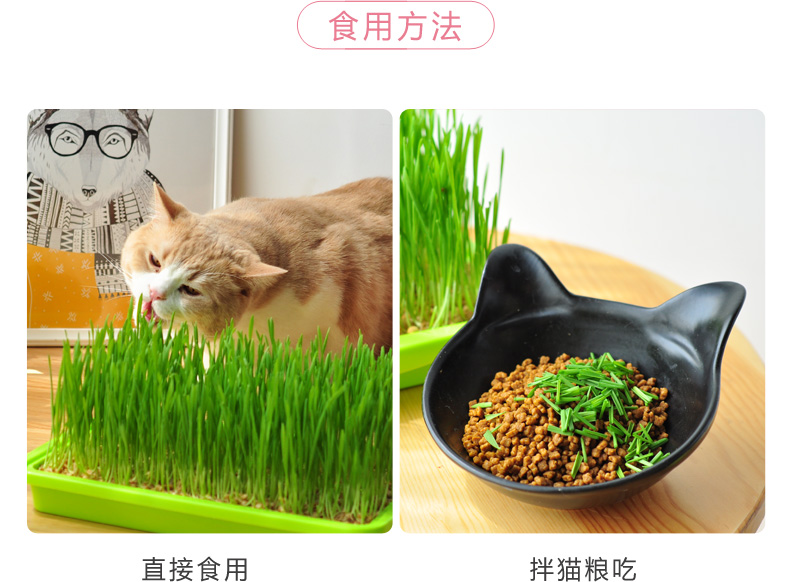 Gửi hạt giống mèo trồng cỏ đặt hạt giống thủy canh đến tóc bóng mèo ăn nhẹ mèo sâu bướm cung cấp vật nuôi mèo - Đồ ăn nhẹ cho mèo đồ ăn cho mèo