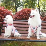 Chó cỡ trung mùa xuân và mùa hè thú cưng quần áo chó lớn Samoyed chó vest mùa hè váy husky vest - Quần áo & phụ kiện thú cưng