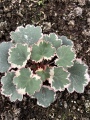 蕈硕园绿植花卉的LOGO