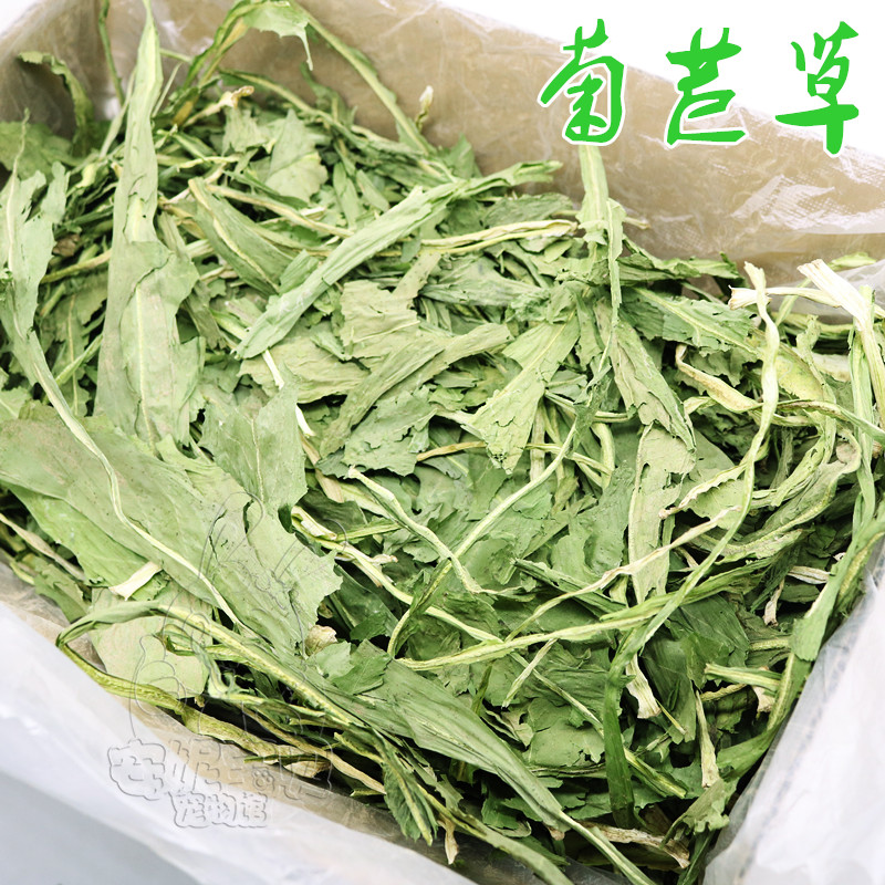 22 years of drying chicory new grass rabbit chinchilla guinea pig alpaca grass nutrition anti-inflammatory diuretic net weight 500 grams