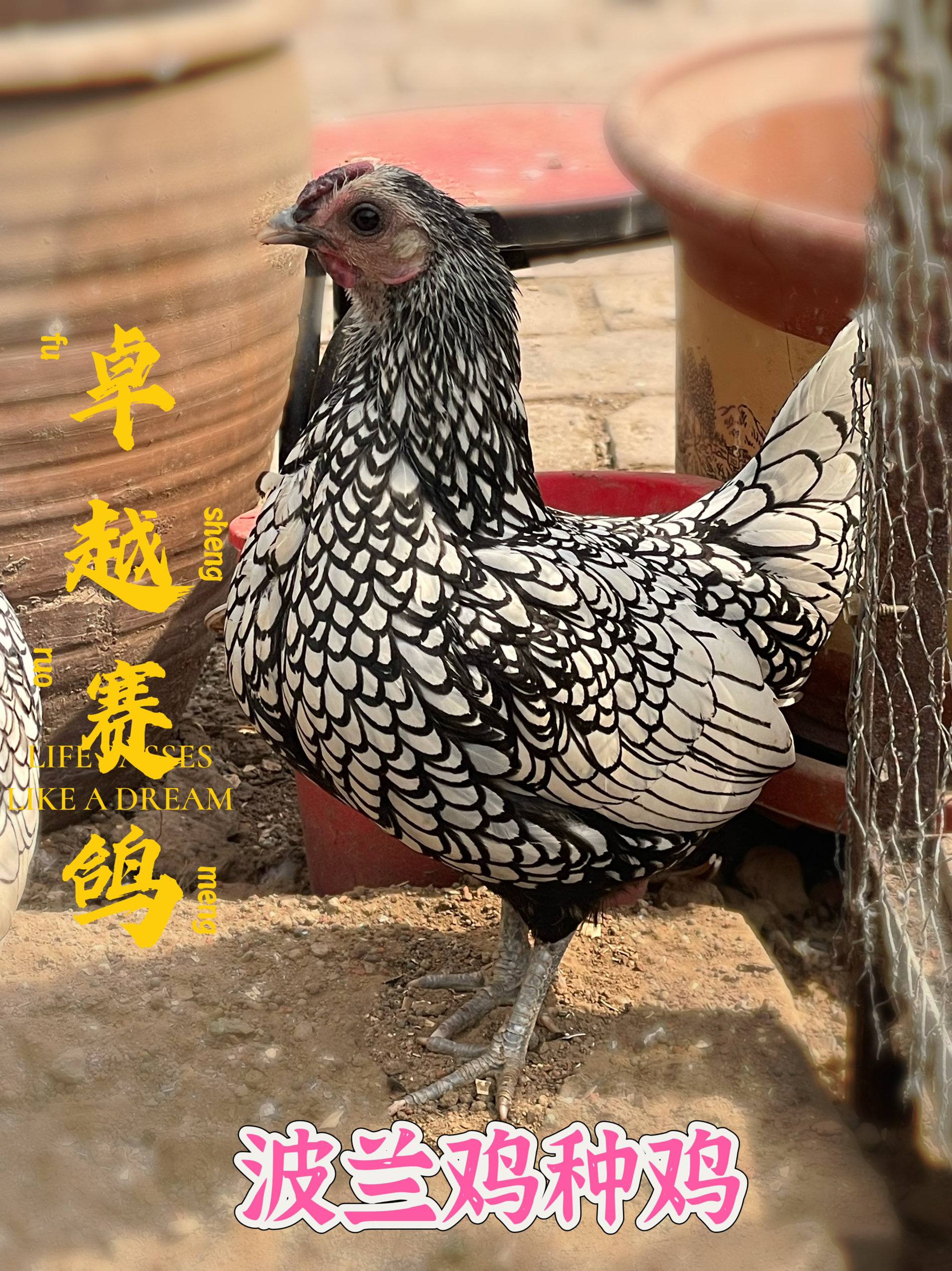 波兰鸡种蛋：双冠魅力，孵化梦想的开始！ -宠物鸡-淘宝好物网
