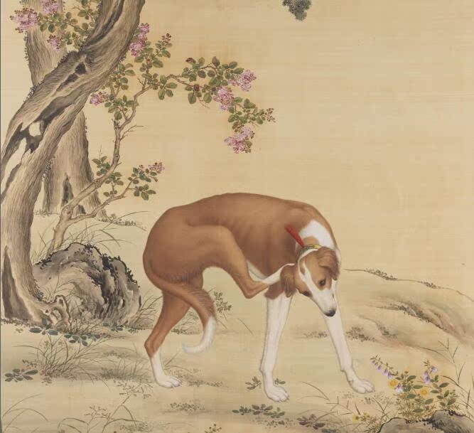 The Qing Lang Shining 