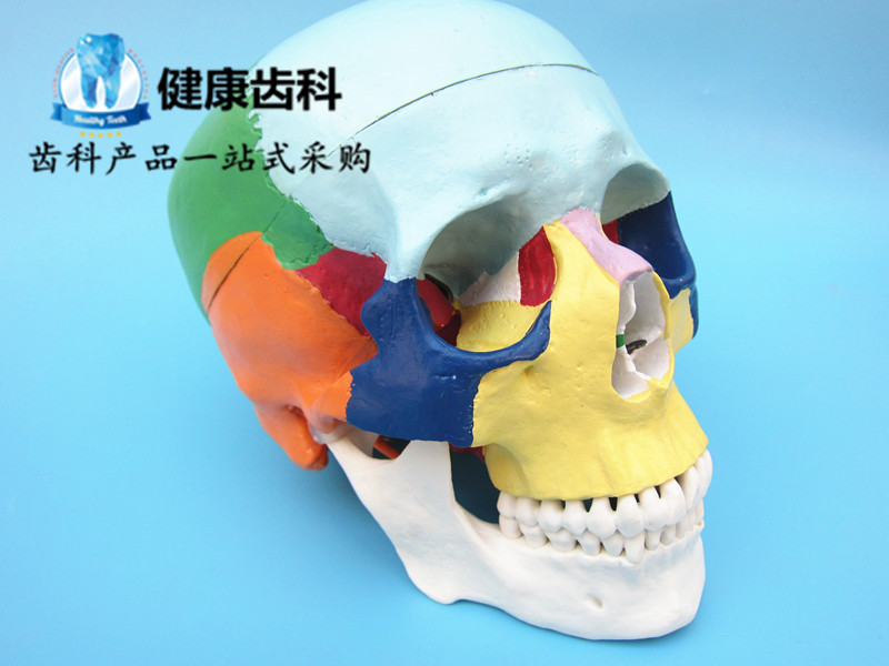 人体头骨模型 1：1彩色头颅骨模型骷髅头模型可拆卸口腔模型 包邮