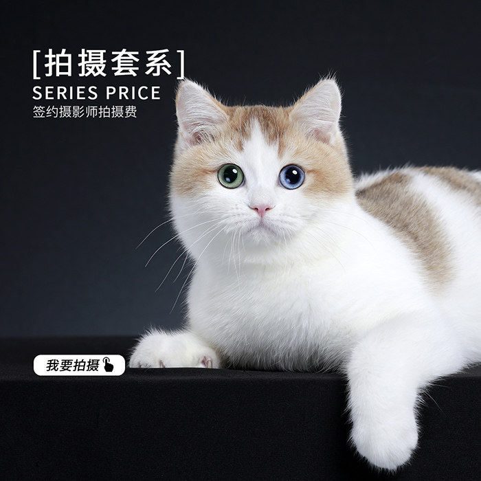 (Signed photographer) AMYWORKS cat shooting set (cat photography pet photography cat shooting)