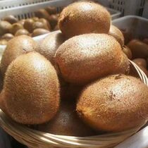 Zhengzong Season Fruits Shaanxi Brow County Xu Xiangkiwi 5 catty 9 catties shipped every year September