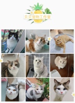 广州 佛山 上门喂猫 猫咪仓鼠龙猫兔宠物代遛狗遛狗国庆春节