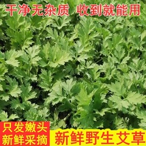Fresh mugwort leaves wild mugwort fresh mugwort leaves tender mugwort leaves Qingming grass glutinous rice cake raw mugwort green balls freshly picked and eaten